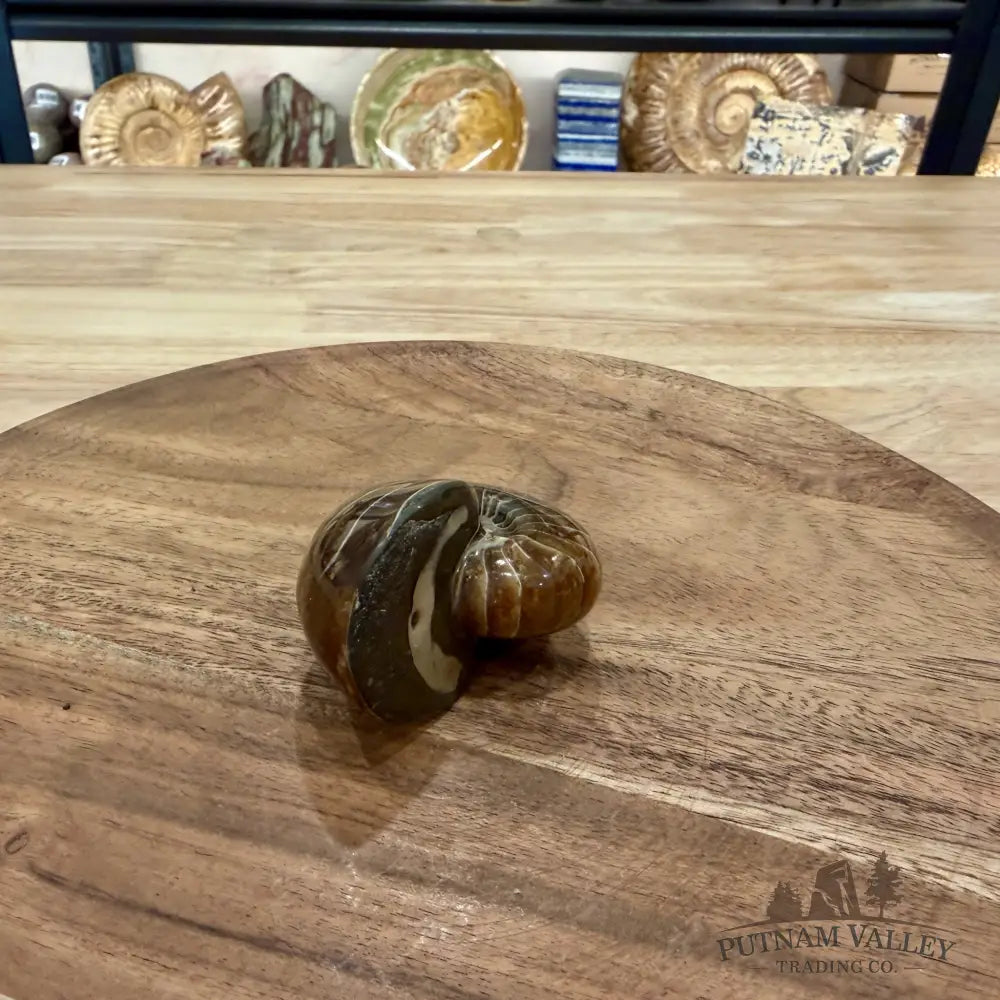 Reserve Polished Nautilus Cymatoceras Fossil 2.57’’ - Fossil Specimen