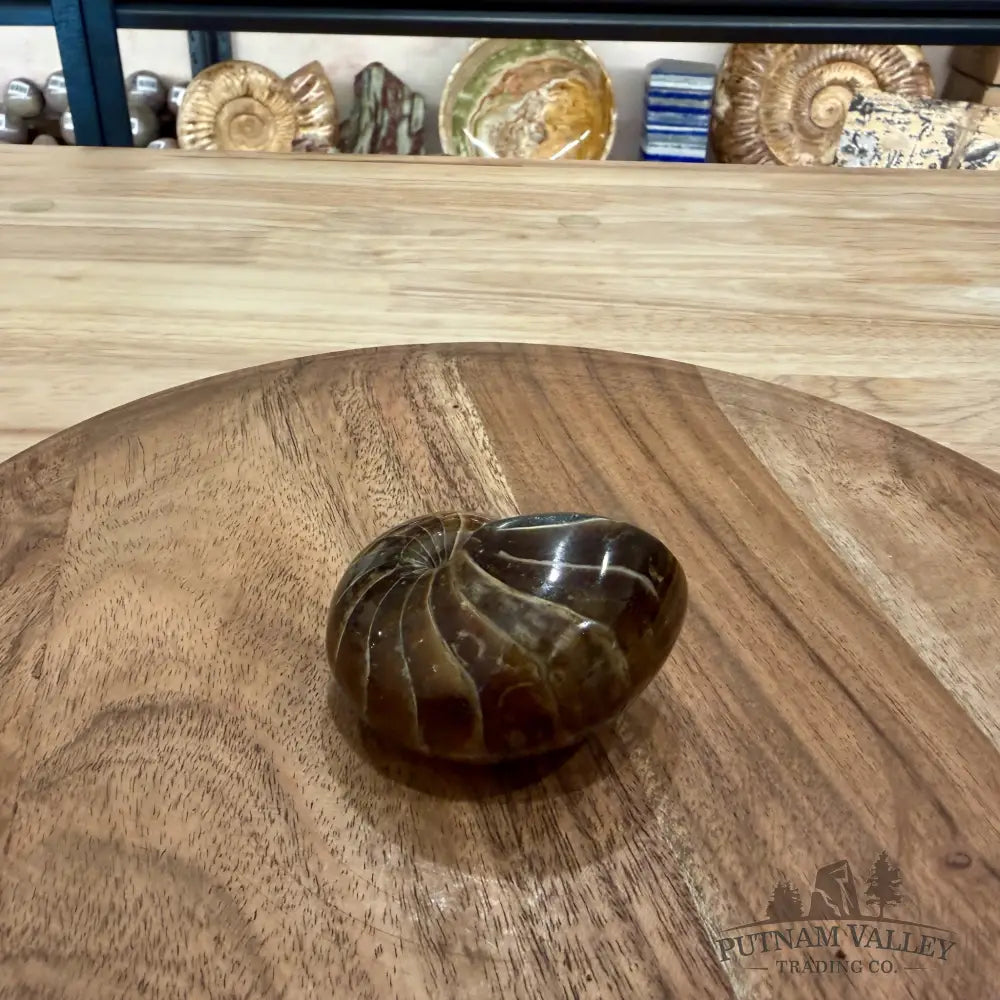 Reserve Polished Nautilus Cymatoceras Fossil 2.57’’ - Fossil Specimen