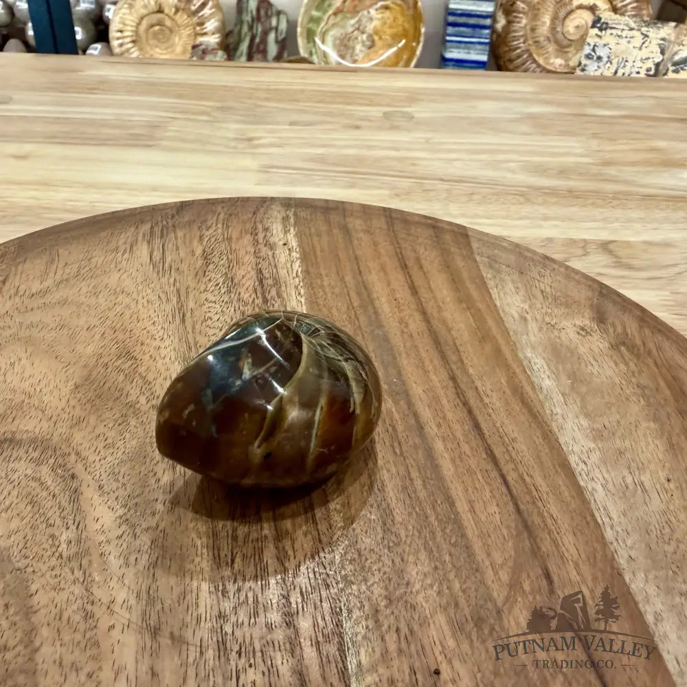 Reserve Polished Nautilus Cymatoceras Fossil 2.57’’ - Fossil Specimen