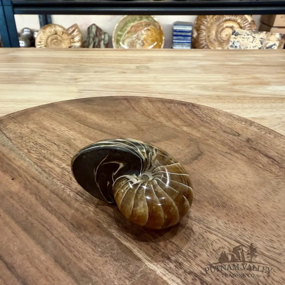 Reserve Polished Nautilus Cymatoceras Fossil 2.61’’ - Fossil Specimen