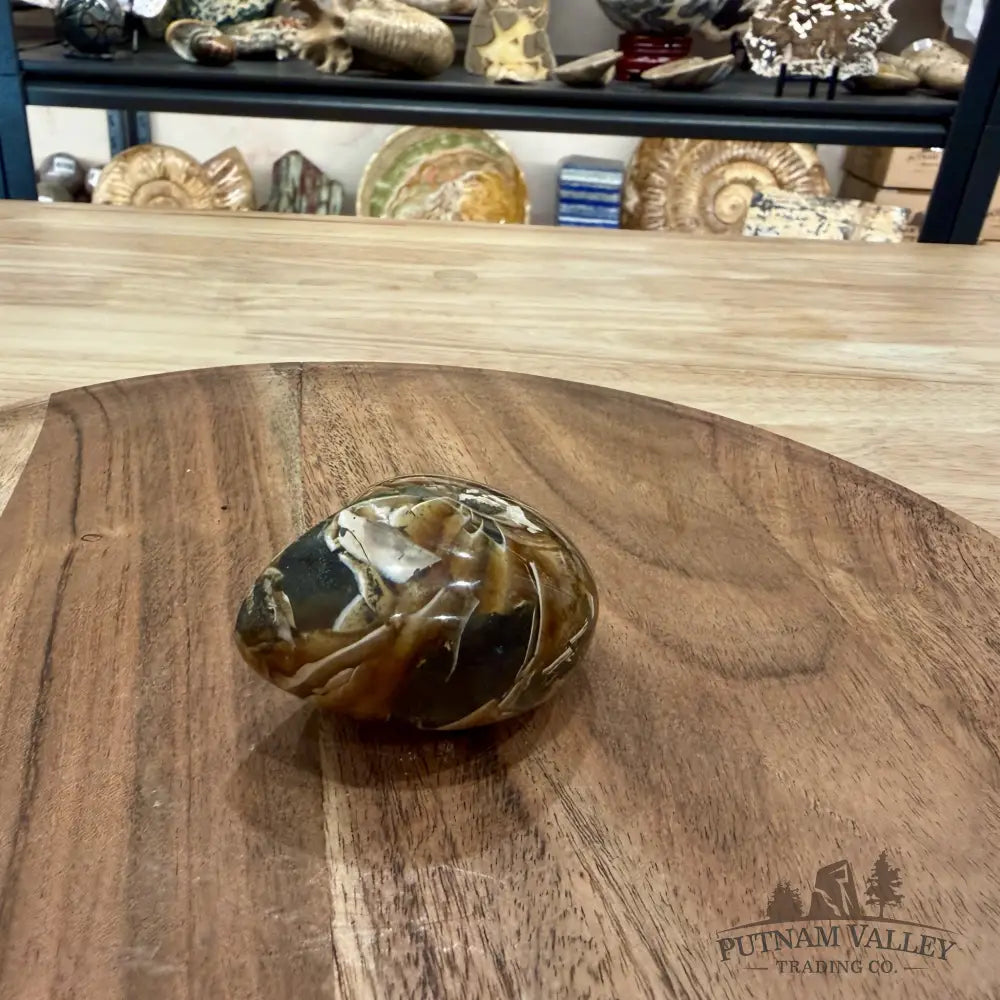 Reserve Polished Nautilus Cymatoceras Fossil 2.61’’ - Fossil Specimen