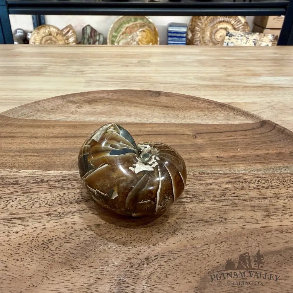 Reserve Polished Nautilus Cymatoceras Fossil 2.61’’ - Fossil Specimen