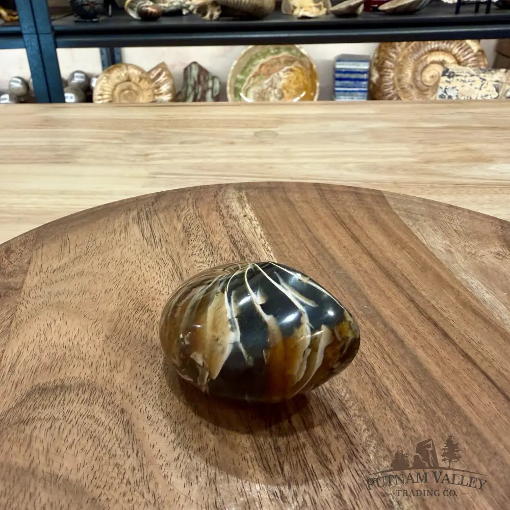 Reserve Polished Nautilus Cymatoceras Fossil 2.61’’ - Fossil Specimen
