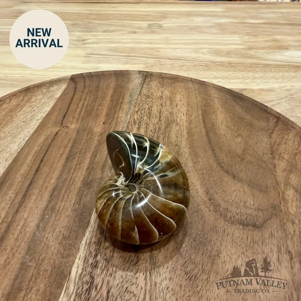 Reserve Polished Nautilus Cymatoceras Fossil 2.61’’ - Fossil Specimen