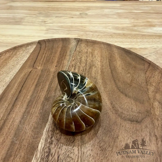 Reserve Polished Nautilus Cymatoceras Fossil 2.61’’ - Fossil Specimen