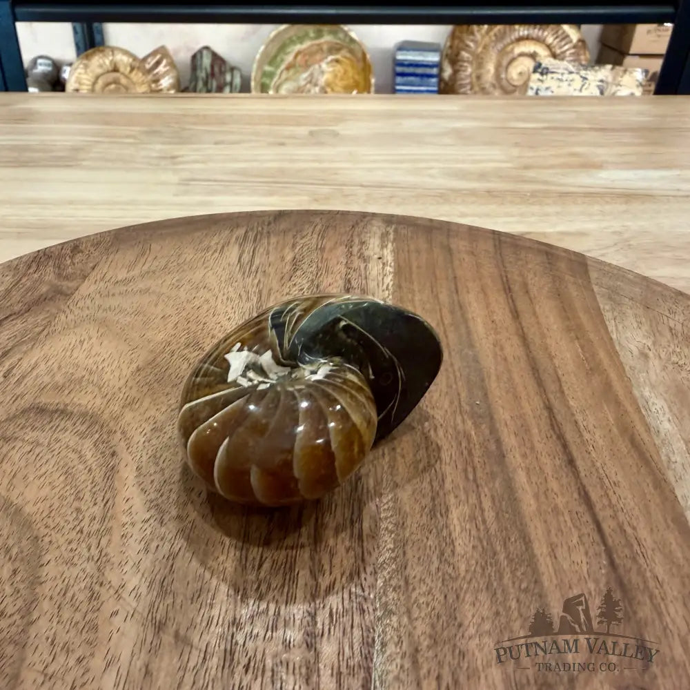 Reserve Polished Nautilus Cymatoceras Fossil 2.61’’ - Fossil Specimen