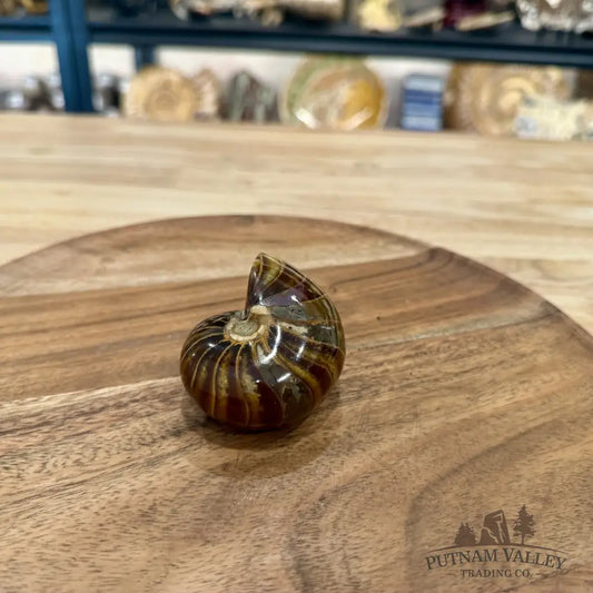 Reserve Polished Nautilus Cymatoceras Fossil 2.7’’ - Fossil Specimen