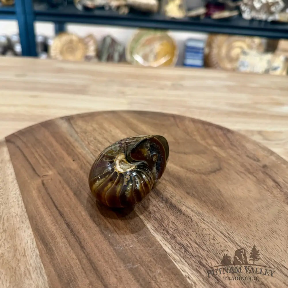 Reserve Polished Nautilus Cymatoceras Fossil 2.7’’ - Fossil Specimen