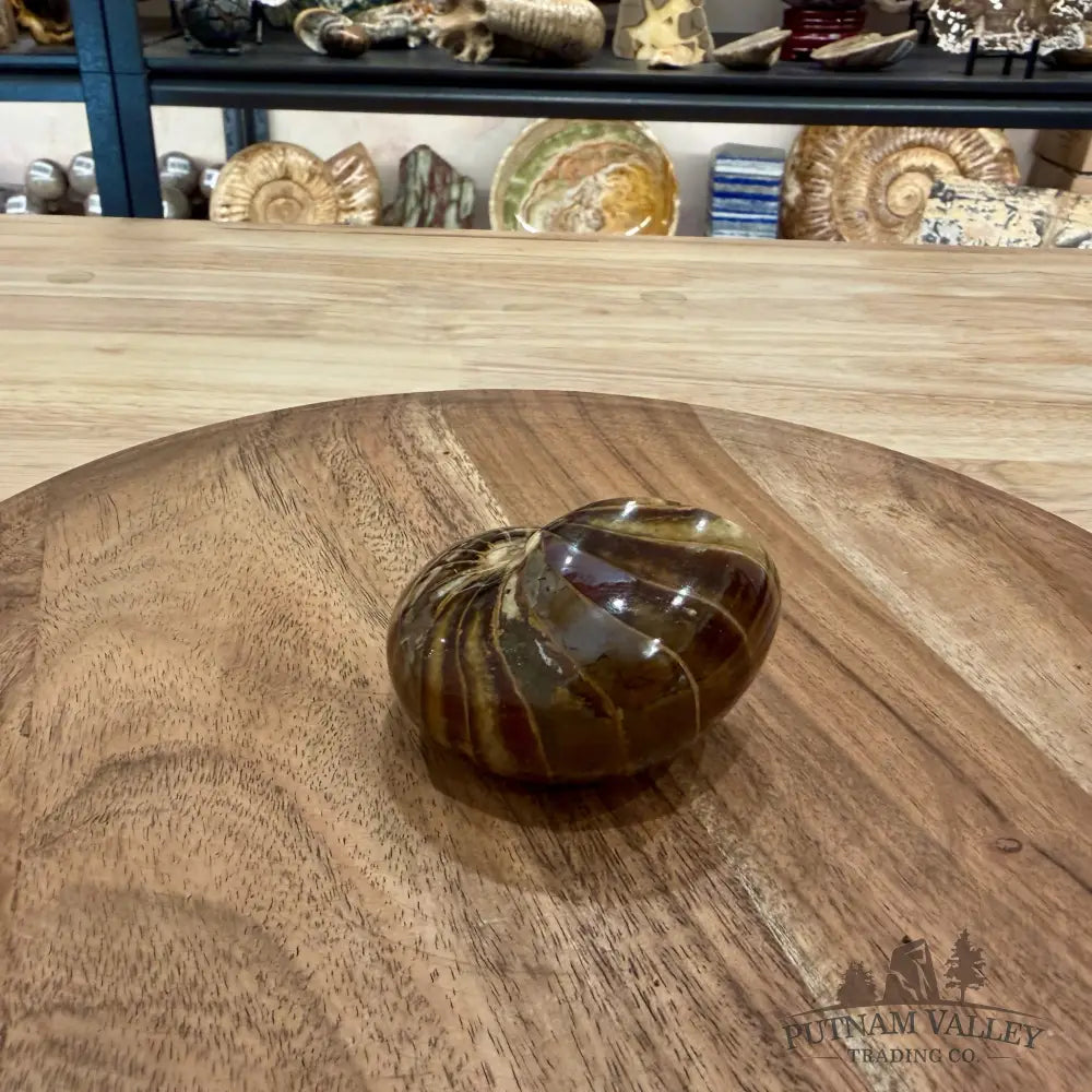 Reserve Polished Nautilus Cymatoceras Fossil 2.7’’ - Fossil Specimen