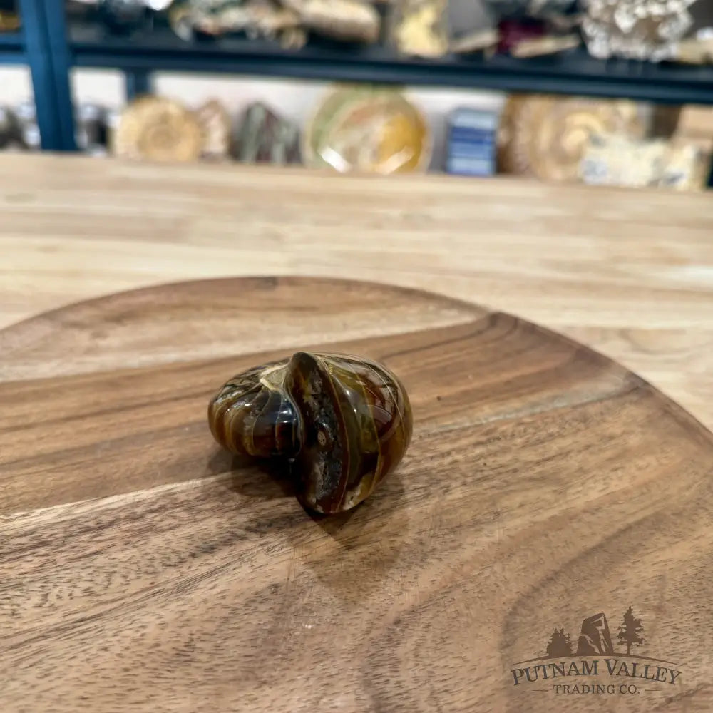 Reserve Polished Nautilus Cymatoceras Fossil 2.7’’ - Fossil Specimen