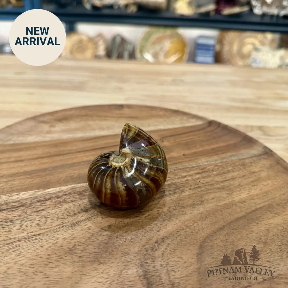 Reserve Polished Nautilus Cymatoceras Fossil 2.7’’ - Fossil Specimen