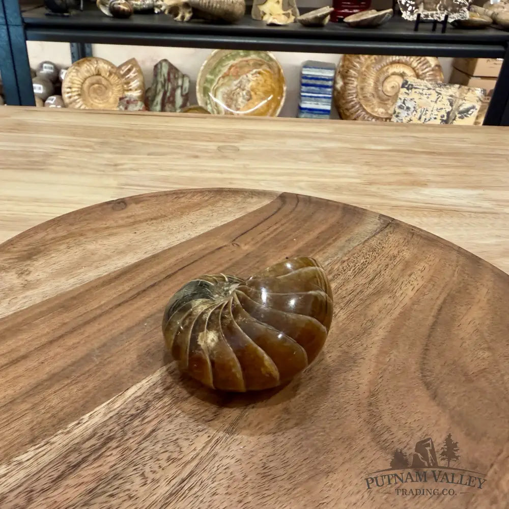 Reserve Polished Nautilus Cymatoceras Fossil 2.73’’ - Fossil Specimen