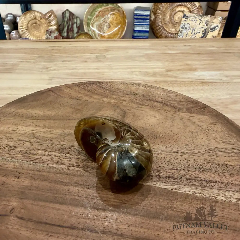 Reserve Polished Nautilus Cymatoceras Fossil 2.73’’ - Fossil Specimen