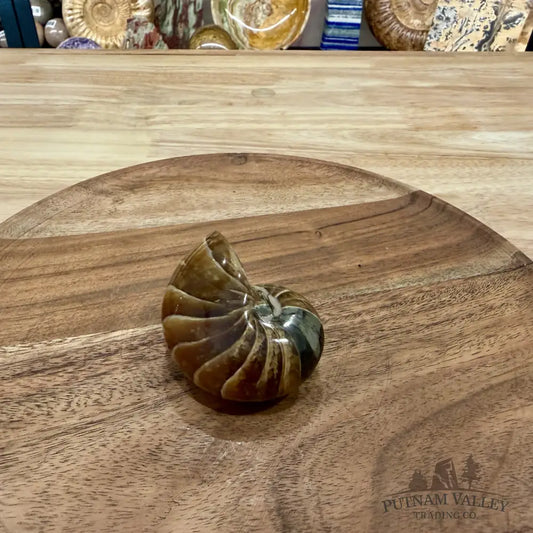Reserve Polished Nautilus Cymatoceras Fossil 2.73’’ - Fossil Specimen