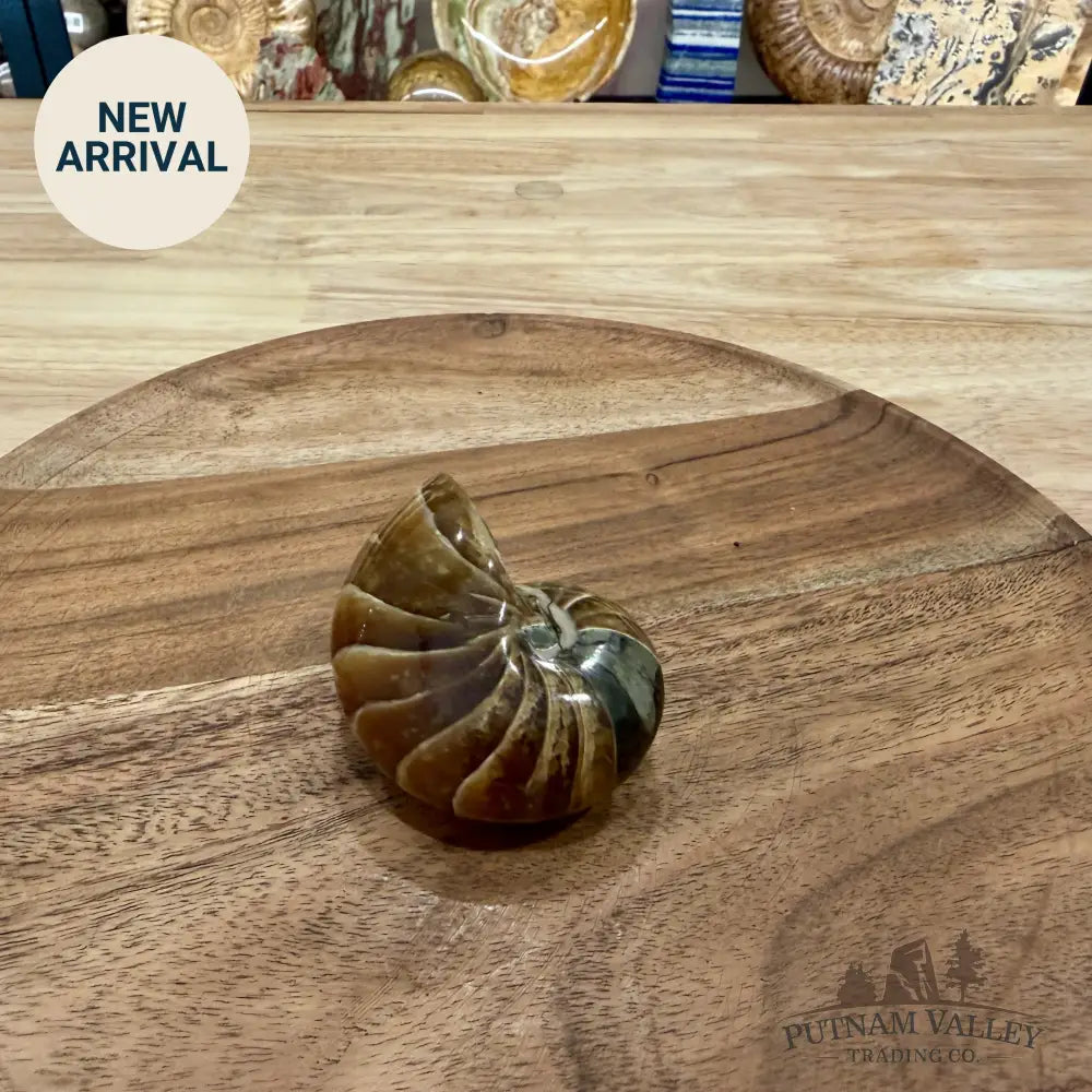 Reserve Polished Nautilus Cymatoceras Fossil 2.73’’ - Fossil Specimen