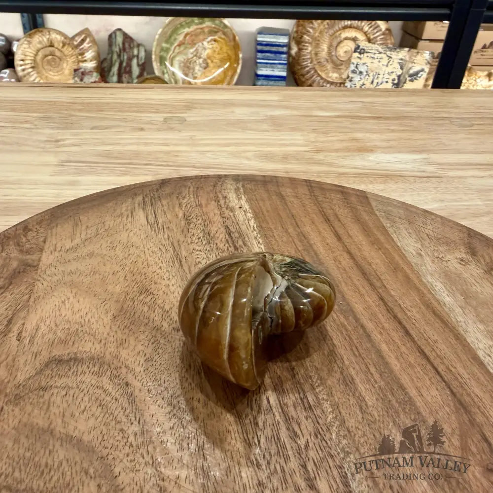 Reserve Polished Nautilus Cymatoceras Fossil 2.73’’ - Fossil Specimen