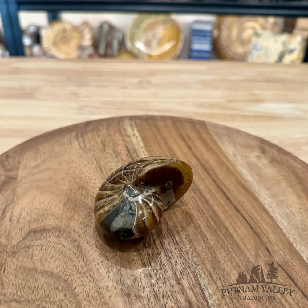 Reserve Polished Nautilus Cymatoceras Fossil 2.73’’ - Fossil Specimen
