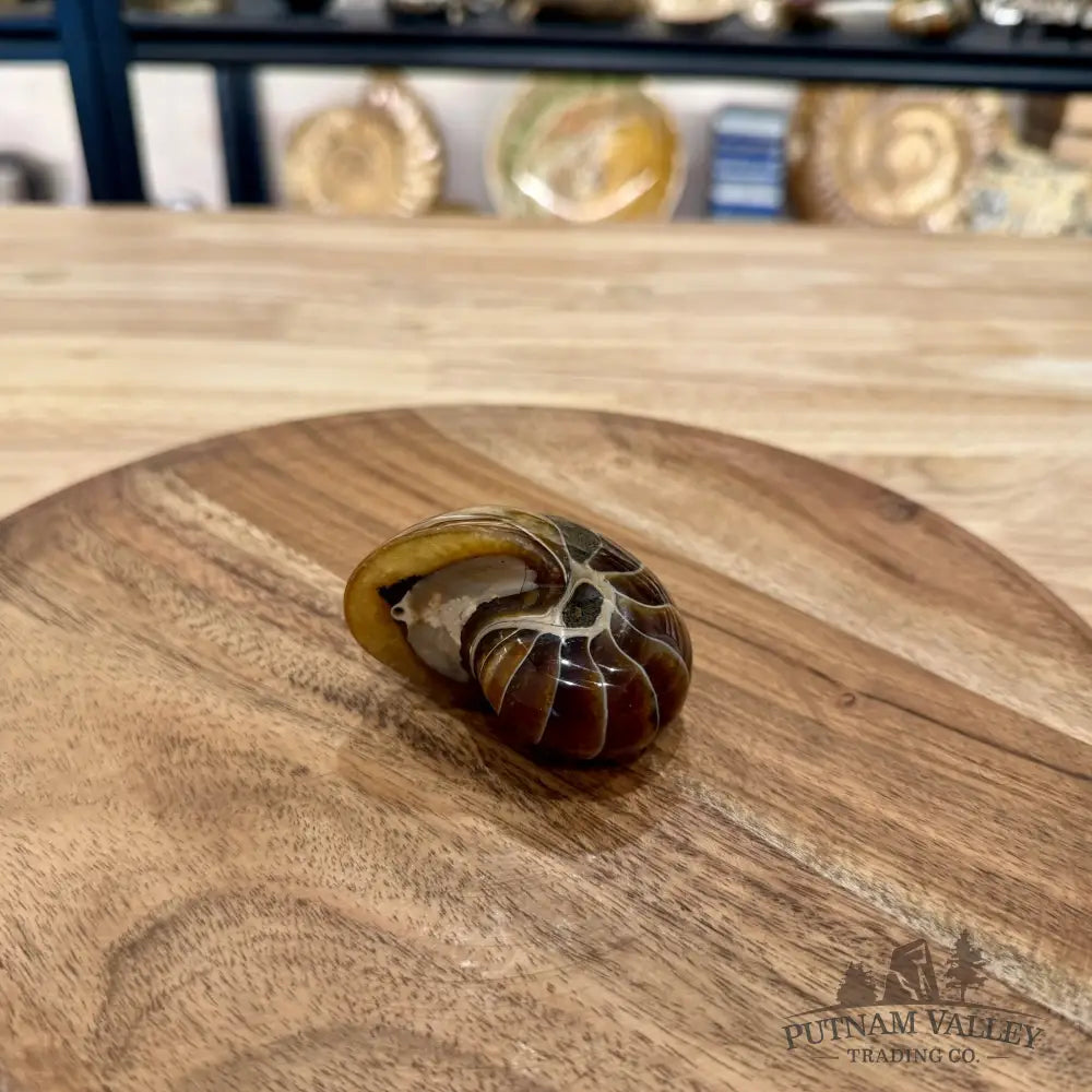 Reserve Polished Nautilus Cymatoceras Fossil 2.56’’ - Fossil Specimen