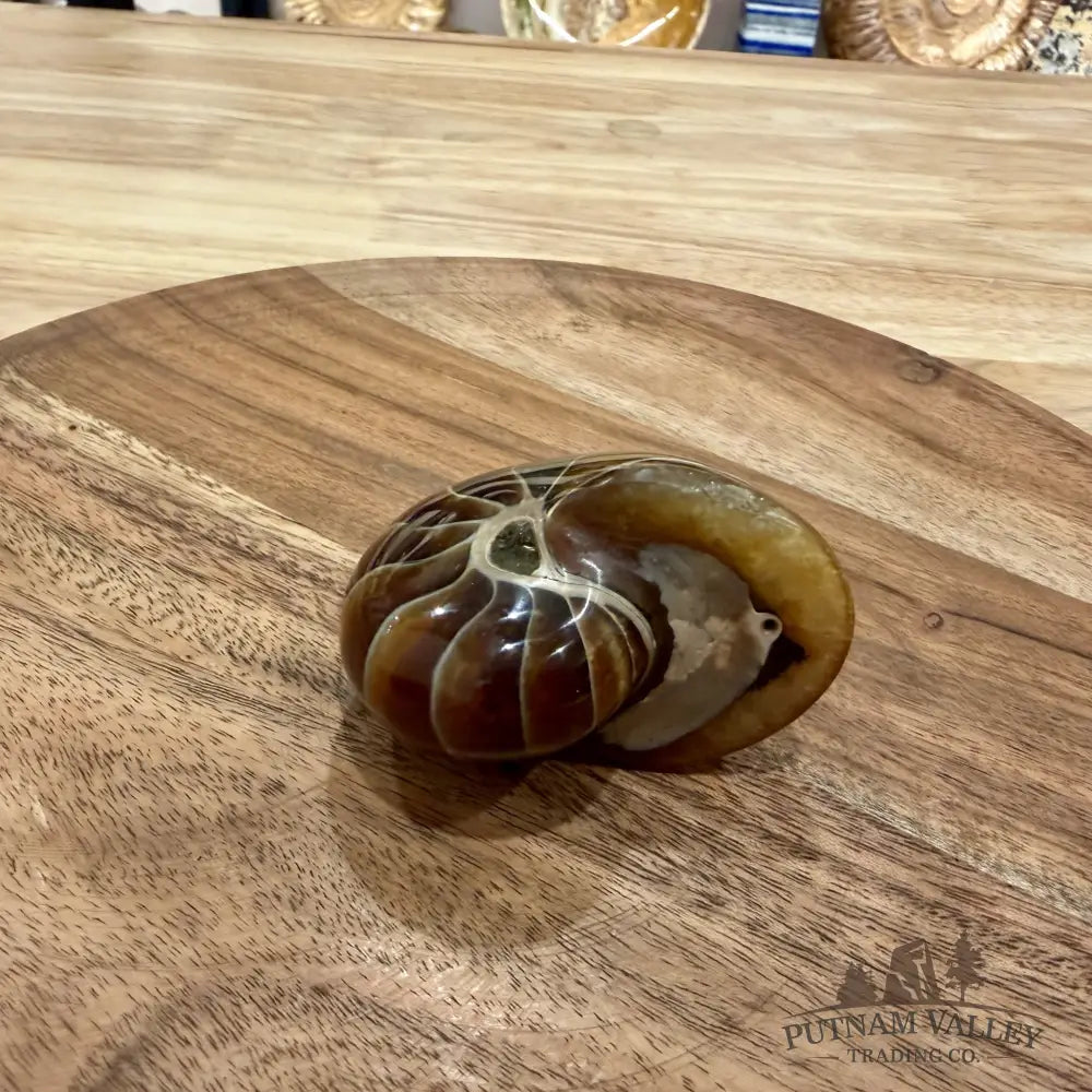 Reserve Polished Nautilus Cymatoceras Fossil 2.56’’ - Fossil Specimen