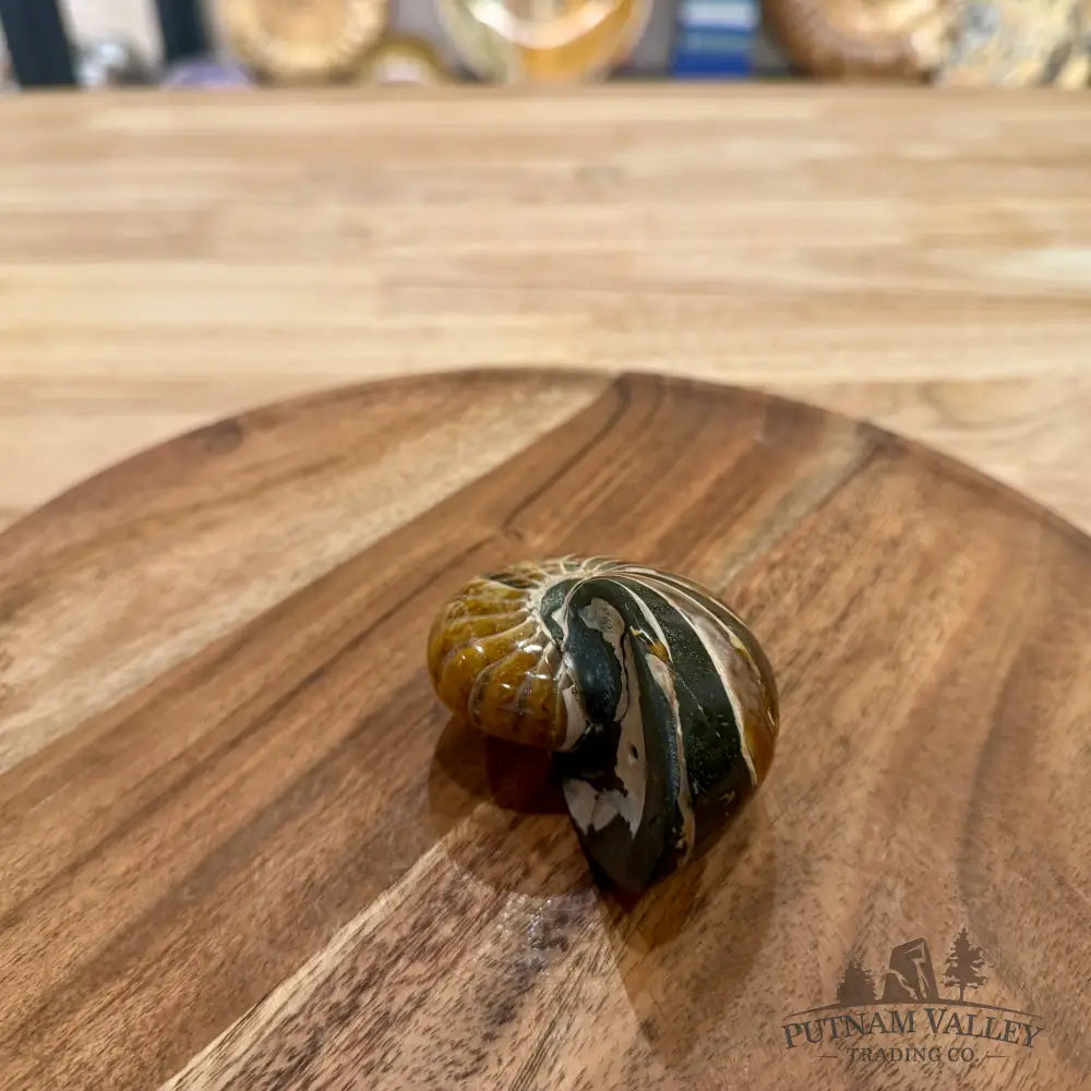 Reserve Polished Nautilus Cymatoceras Fossil 2.84’’ - Fossil Specimen