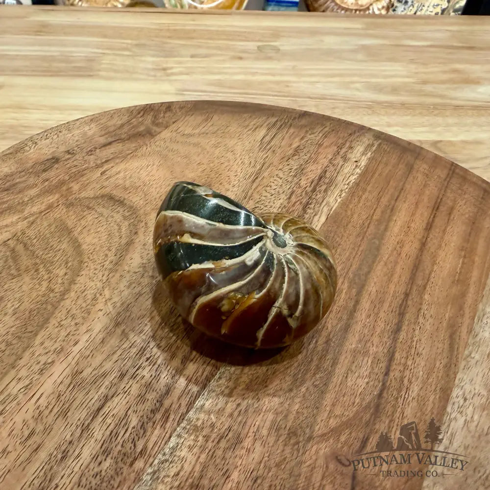 Reserve Polished Nautilus Cymatoceras Fossil 2.84’’ - Fossil Specimen