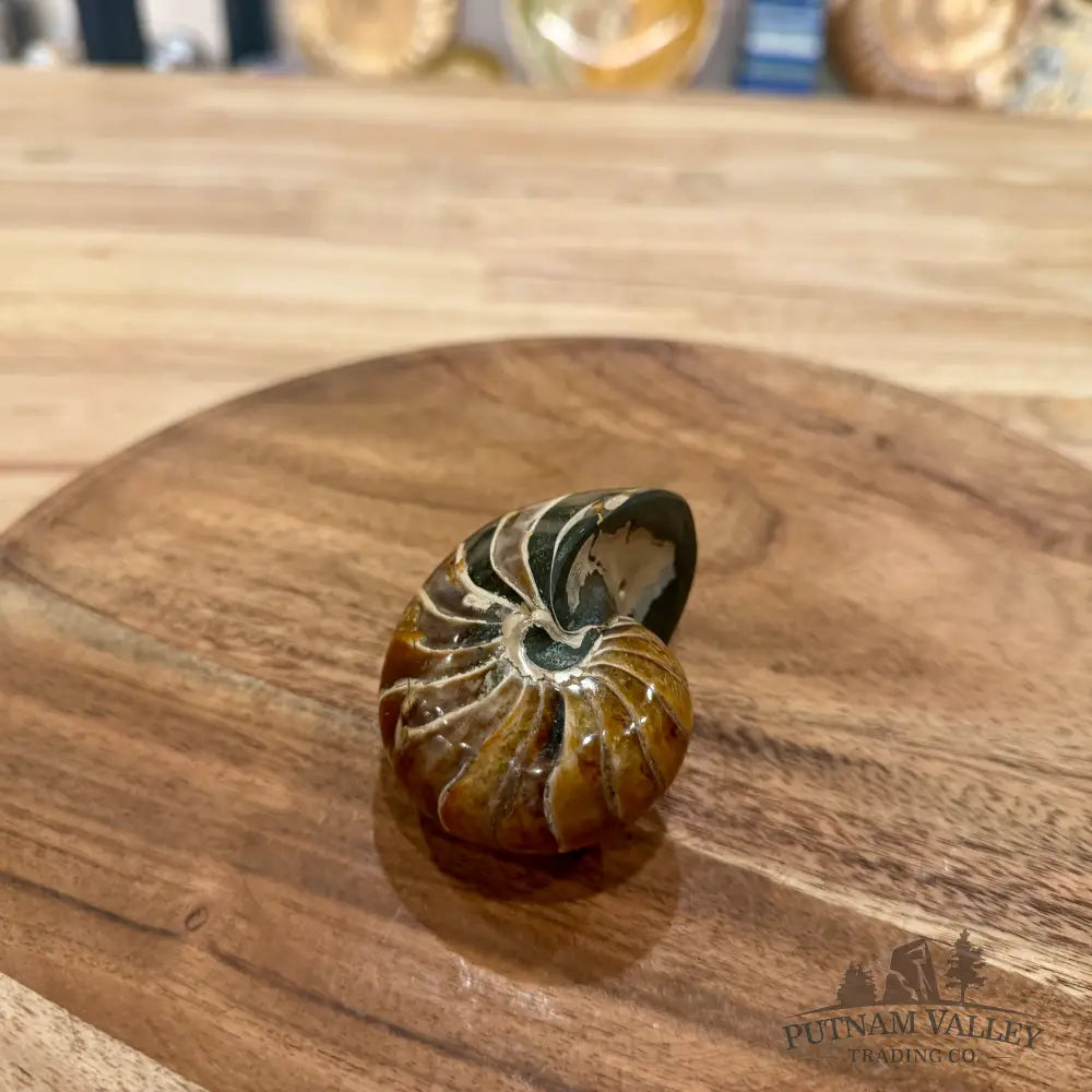 Reserve Polished Nautilus Cymatoceras Fossil 2.84’’ - Fossil Specimen