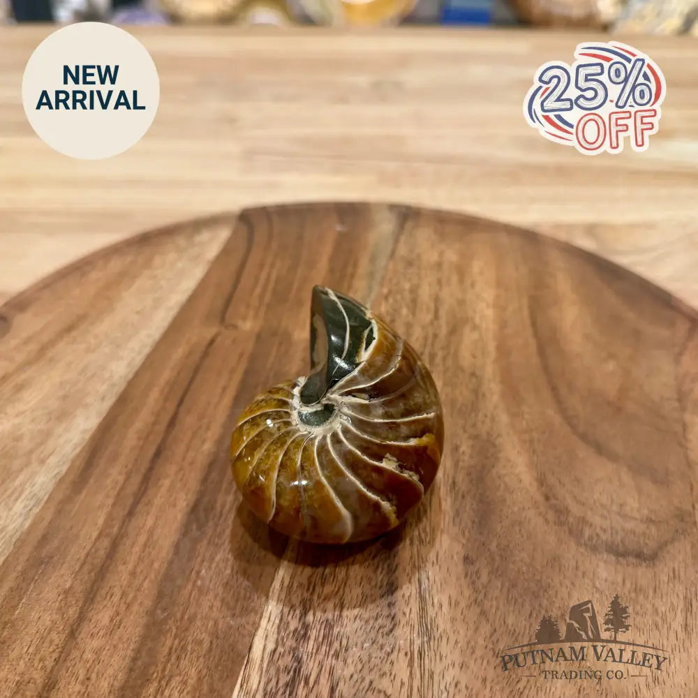 Reserve Polished Nautilus Cymatoceras Fossil 2.84’’ - Fossil Specimen