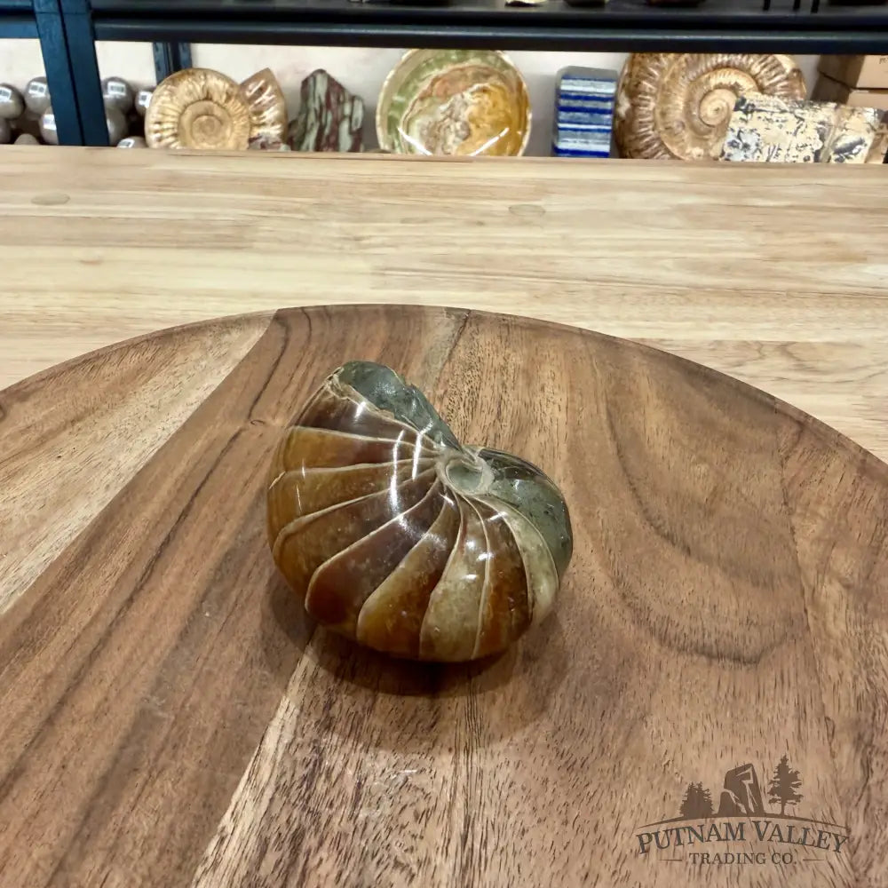 Reserve Polished Nautilus Cymatoceras Fossil 2.96’’ - Fossil Specimen