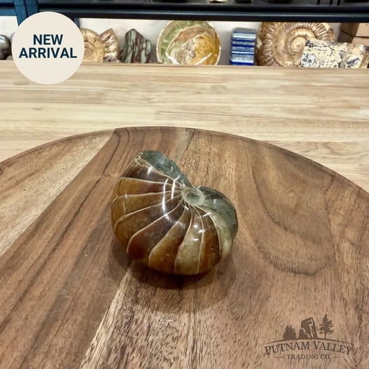 Reserve Polished Nautilus Cymatoceras Fossil 2.96’’ - Fossil Specimen