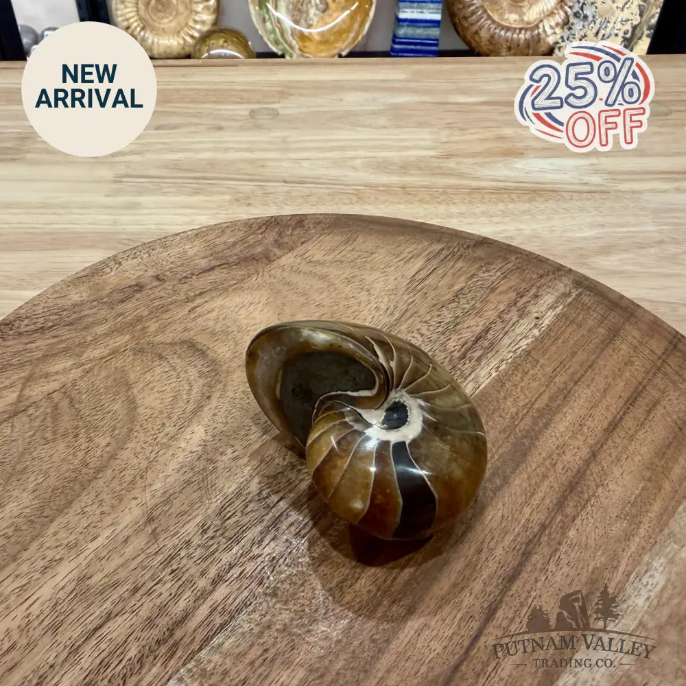 Reserve Polished Nautilus Cymatoceras Fossil 2.98’’ - Fossil Specimen