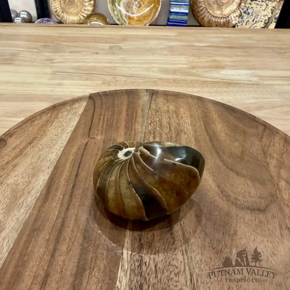 Reserve Polished Nautilus Cymatoceras Fossil 2.98’’ - Fossil Specimen
