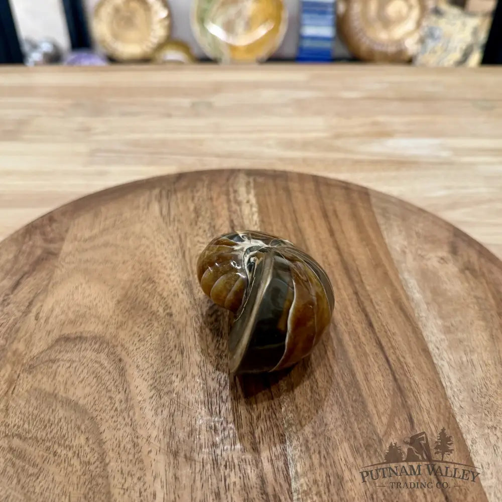 Reserve Polished Nautilus Cymatoceras Fossil 2.98’’ - Fossil Specimen
