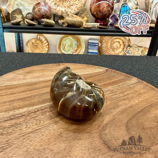 Reserve Polished Nautilus Cymatoceras Fossil 3.06’’ - Fossil Specimen