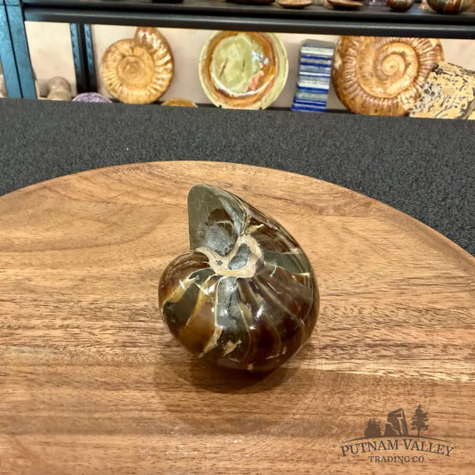 Reserve Polished Nautilus Cymatoceras Fossil 3.06’’ - Fossil Specimen