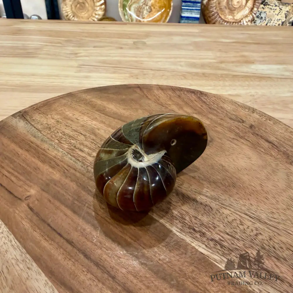 Reserve Polished Nautilus Cymatoceras Fossil 3.12’’ - Fossil Specimen