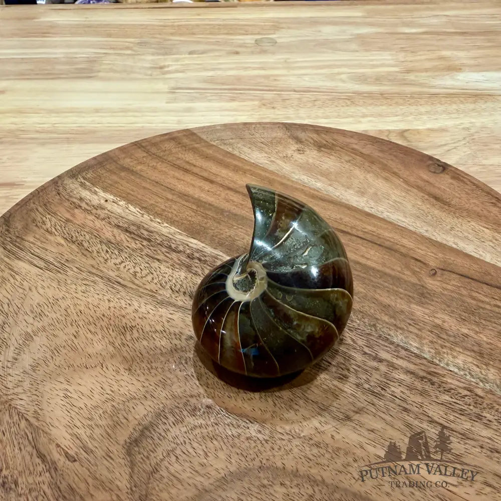 Reserve Polished Nautilus Cymatoceras Fossil 3.12’’ - Fossil Specimen
