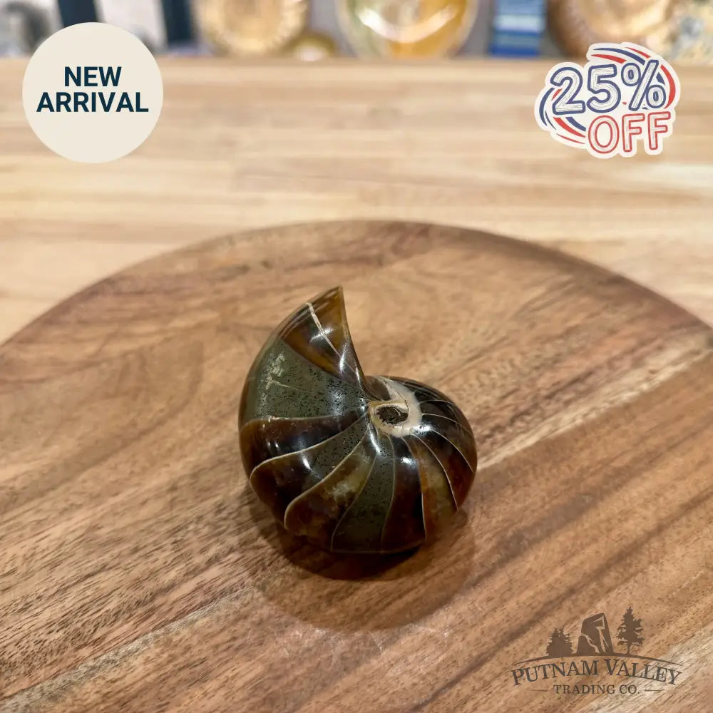 Reserve Polished Nautilus Cymatoceras Fossil 3.12’’ - Fossil Specimen