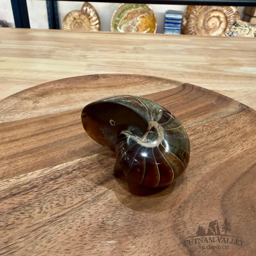 Reserve Polished Nautilus Cymatoceras Fossil 3.12’’ - Fossil Specimen