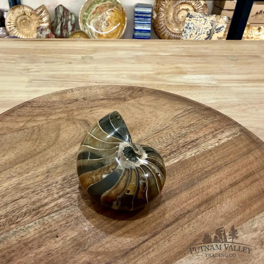 Reserve Polished Nautilus Cymatoceras Fossil 3.18’’ - Fossil Specimen