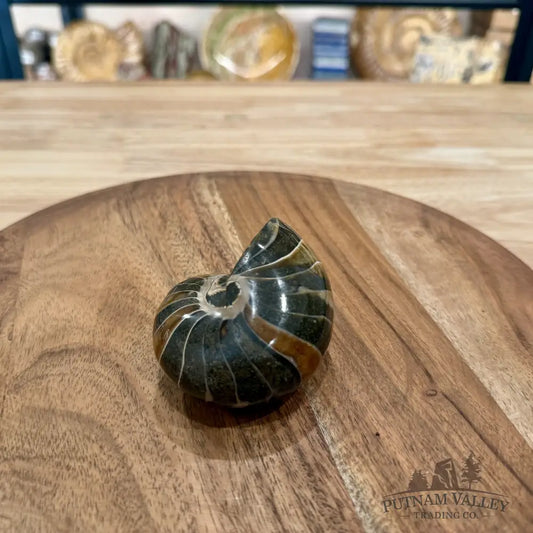 Reserve Polished Nautilus Cymatoceras Fossil 3.18’’ - Fossil Specimen
