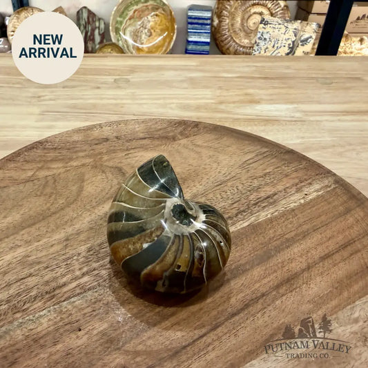 Reserve Polished Nautilus Cymatoceras Fossil 3.18’’ - Fossil Specimen