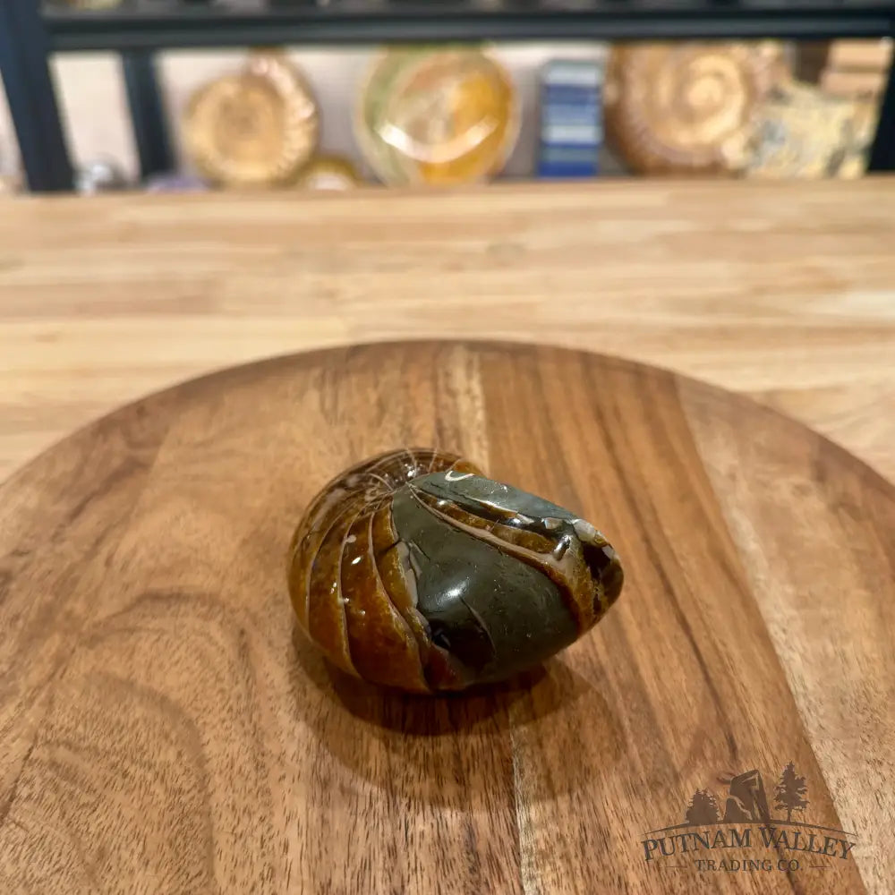 Reserve Polished Nautilus Cymatoceras Fossil 3.27’’ - Fossil Specimen