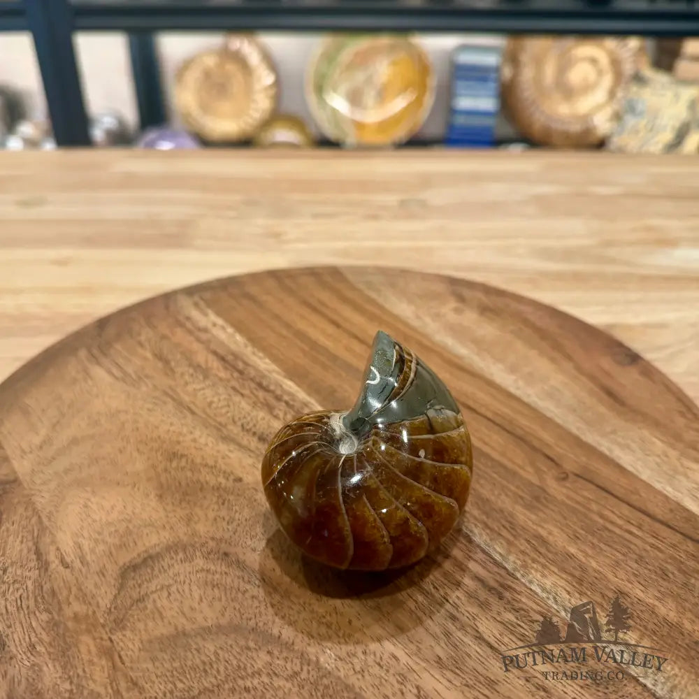 Reserve Polished Nautilus Cymatoceras Fossil 3.27’’ - Fossil Specimen