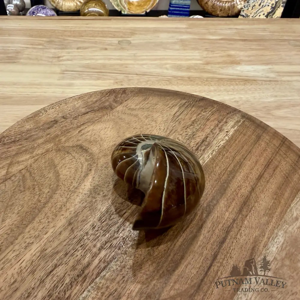 Reserve Polished Nautilus Cymatoceras Fossil 3.36’’ - Fossil Specimen