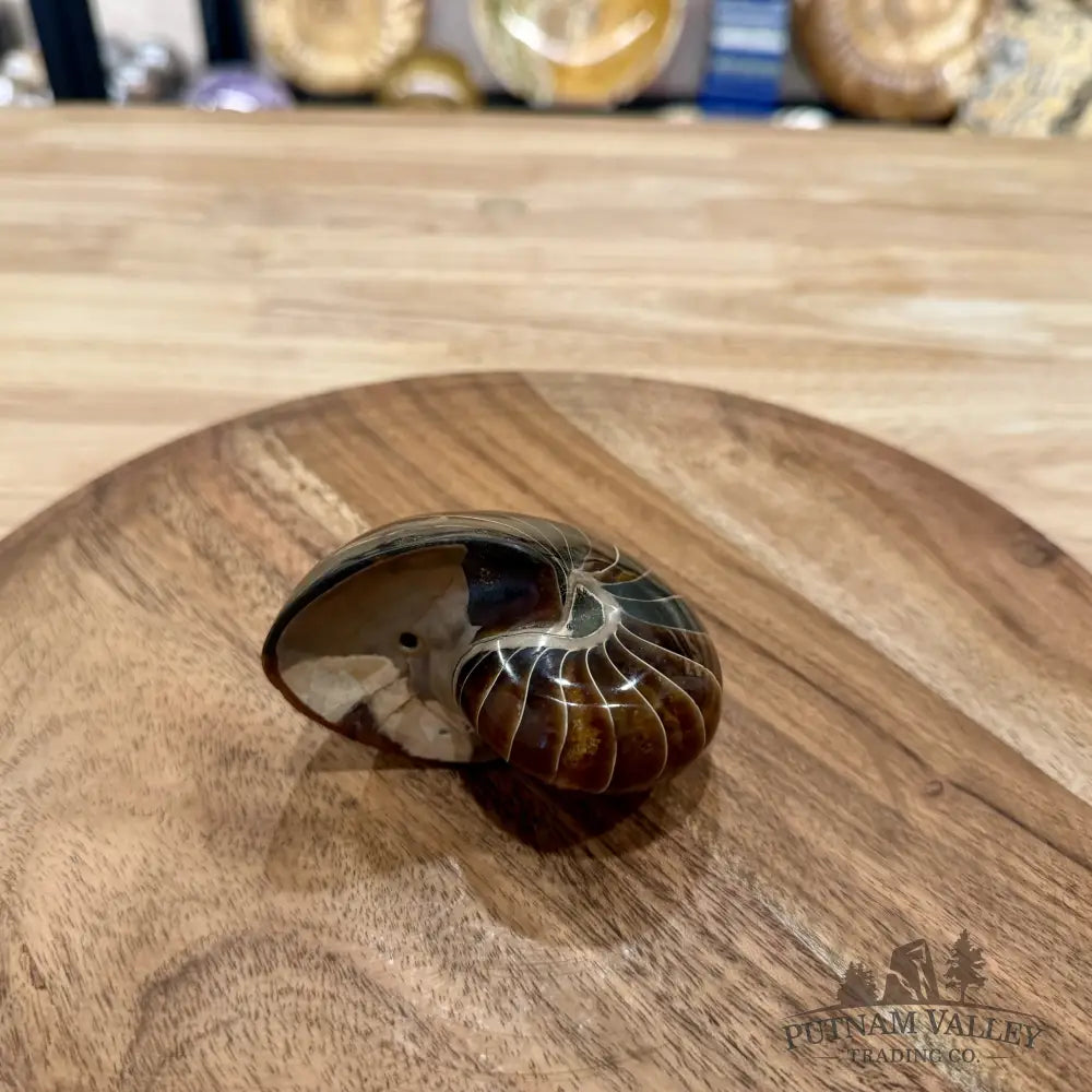 Reserve Polished Nautilus Cymatoceras Fossil 3.36’’ - Fossil Specimen