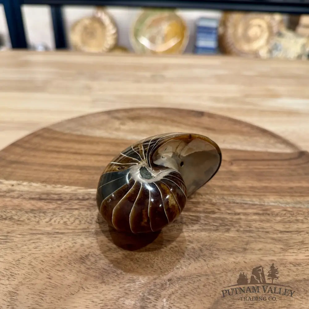 Reserve Polished Nautilus Cymatoceras Fossil 3.36’’ - Fossil Specimen