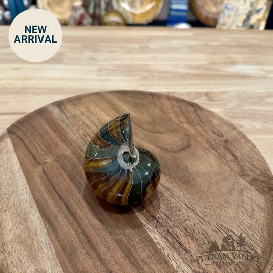Reserve Polished Nautilus Cymatoceras Fossil 3.36’’ - Fossil Specimen