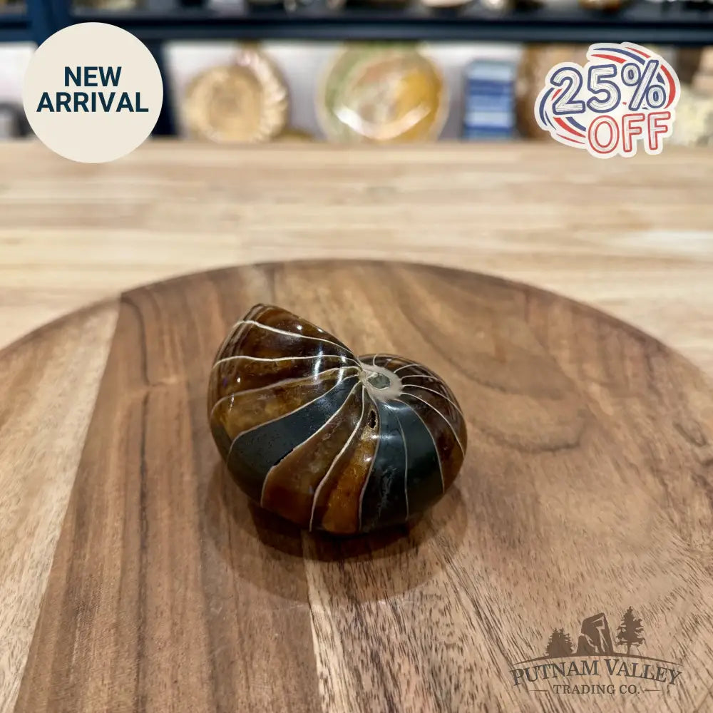 Reserve Polished Nautilus Cymatoceras Fossil 3.36’’ - Fossil Specimen