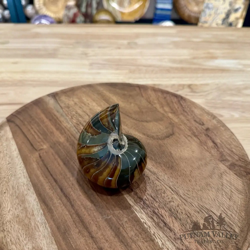 Reserve Polished Nautilus Cymatoceras Fossil 3.36’’ - Fossil Specimen