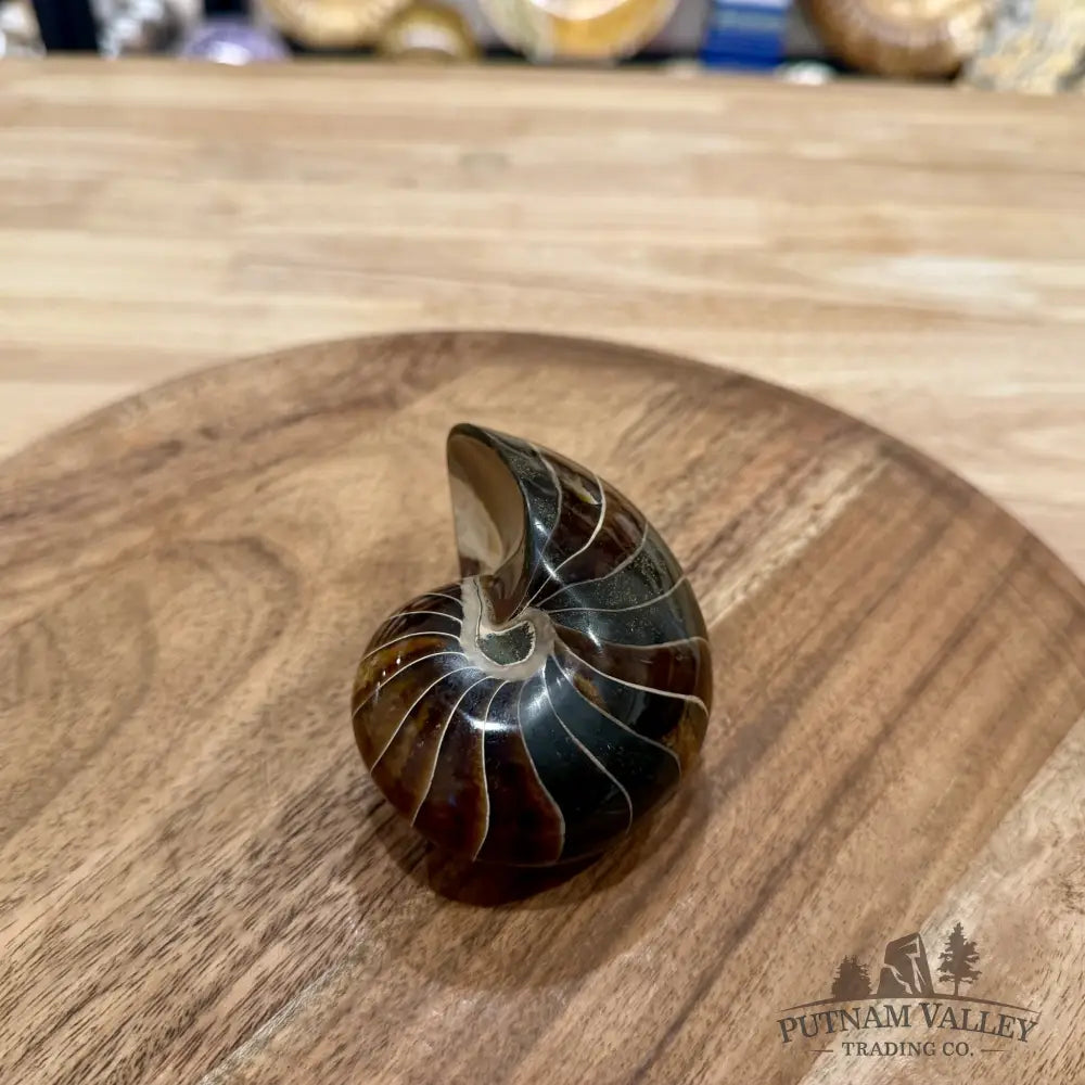 Reserve Polished Nautilus Cymatoceras Fossil 3.36’’ - Fossil Specimen